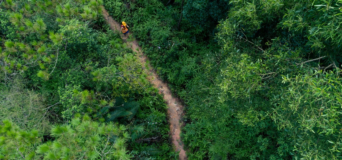 Forest with path
